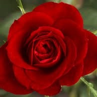sandeep Kumar