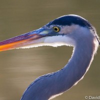 Steve (A Blue Heron) Of Central Park