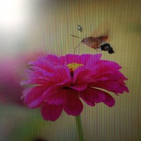 曹东光