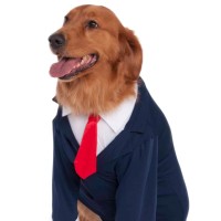 Ned The American Golden Retriever