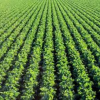 Adeshina Agricultural Production And Export Company Ltd