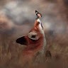 Fire Fox