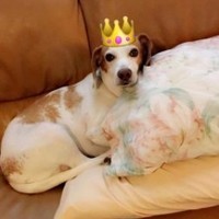 Emma The Dog