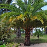 Palm Plus HR Services