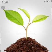 Pravin Mestry
