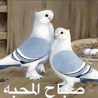 Mohamed Abdelbagi