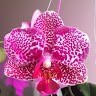 Mary Vaughn