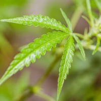 Cannabis Advisory Group - Advocacy, Policy, Education and Public Awareness