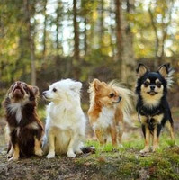 Happy Days