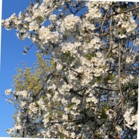 Sarah-Jane Lee-Bartlett