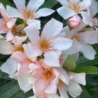 Honeylyn Liones