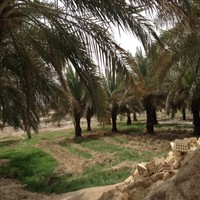 Hosain Hosain