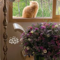سلمى الجنوبي