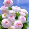 Dulal Boro