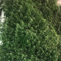 Growex Cultivation Tech