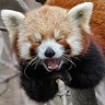 Un Panda