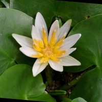 Md Aiub Ali