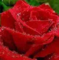 Hassan Rusheeye