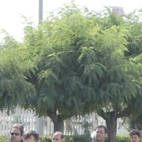 Mahdi Moradi