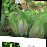 赵成伟