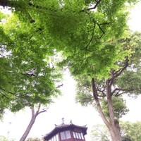 朱晓芬