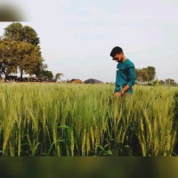 Rushikesh Karpe