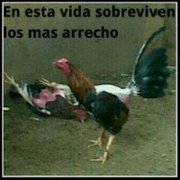 Cosesal Oleica Oleica