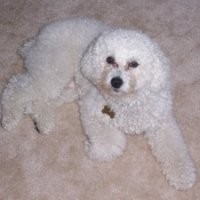 Paulette Needham