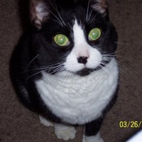 Patty Meton