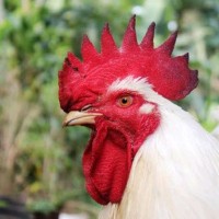 A N