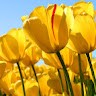Y Rathore