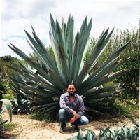 Daniel Cuellar