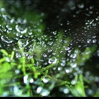 Chen Света 鈴燕