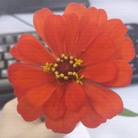 曾燕群