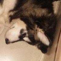林修竹