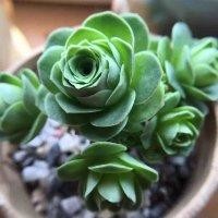 刘云凤