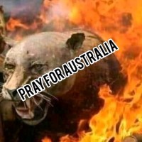 Australia Bush Fire Fund Raising