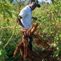 Fred Kamugisha