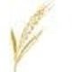 Golden Grains Foodstuff Trading L.L.C