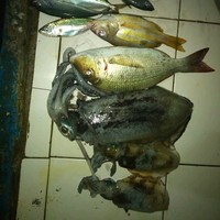 Belajar Mancing