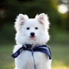 Pet Walker Team