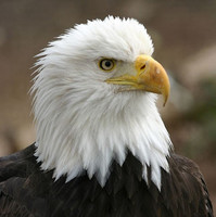 American Eagle