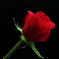Ali mehar
