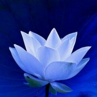 万小龙