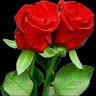 Mohamed Syria