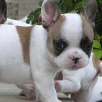 Saveriocaruso Saverio Caruso