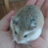 黄浩飞