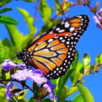 Bahamas Natural Resources Foundation