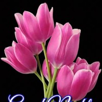Josephin Sajitha