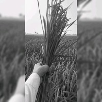 Om Kekatpure